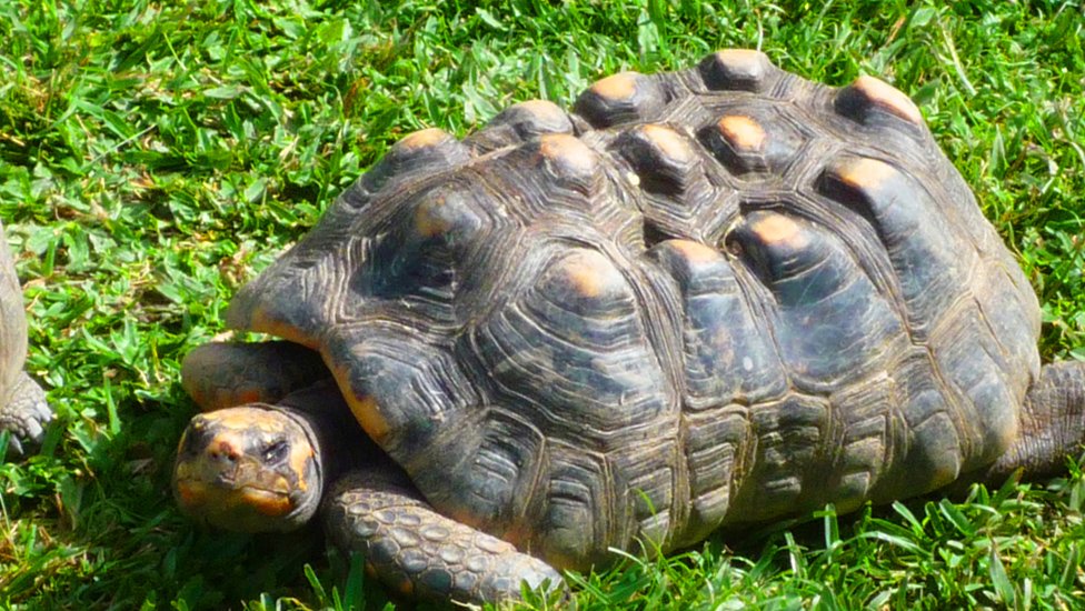 Caracas Zoologico 085
